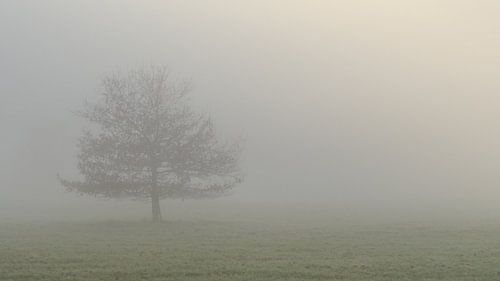 Alleen in de mist