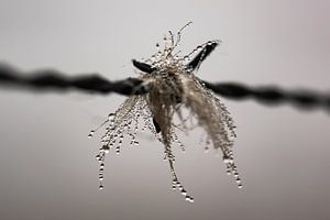 Stacheldrahthaar