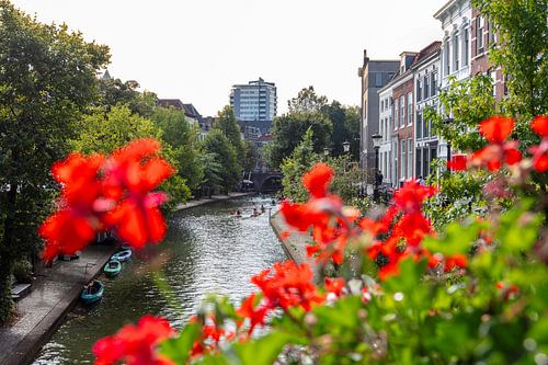 Een blik op de Oudegracht tussendoor de rode geraniums in Utrecht