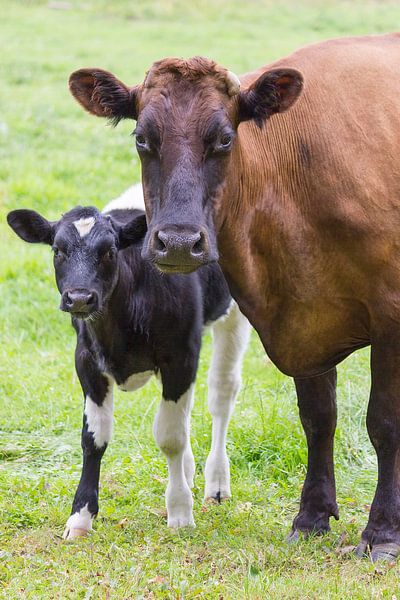Bruine koe staat samen met bont kalf in wei par Ben Schonewille