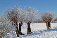 Sneeuwlandschap met knotwilgen van Susan Dekker thumbnail