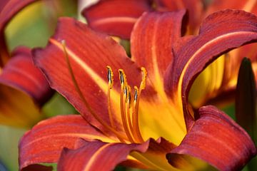 Close up of red with yellow Lily in bloom by Jolanda de Jong-Jansen