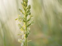 Welriekende nachtorchis (platanthera bifolia)