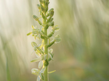 Welriekende nachtorchis (platanthera bifolia)