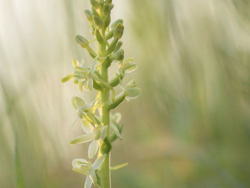 Welriekende nachtorchis (platanthera bifolia)