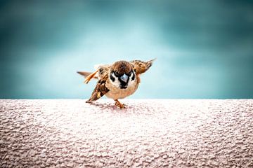 Tanzsperling / Yoga-Sperling von Marlies Gerritsen Photography