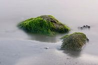 Zeewier groen 1 van Albert Wester Terschelling Photography thumbnail