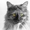 Maine Coon cat black and white by Jaco Verheul