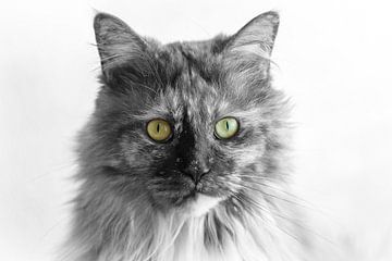 Maine Coon poes zwart wit