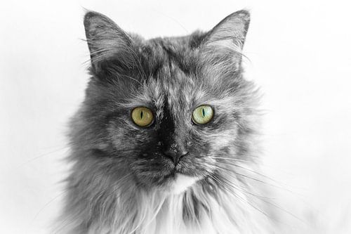 Maine Coon poes zwart wit