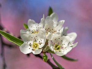 Printemps