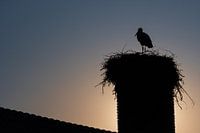 Ooievaar met nest in een schoorsteen