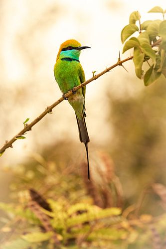 Bee Eater