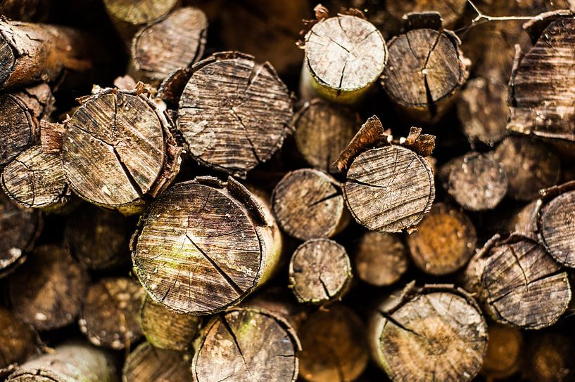 Stacked tree trunks by Geert D