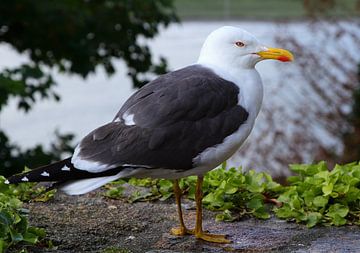 Circling gull by Otto Kooijman