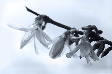 Forsythia bloemen na de regen van Imladris Images