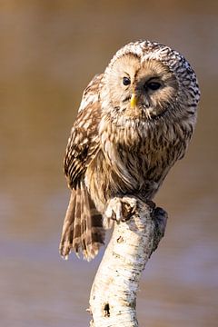 Steinkauz, (Strix uralensis) von Gert Hilbink