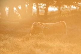 Schottischer Hochlandbewohner von Andy van der Steen - Fotografie