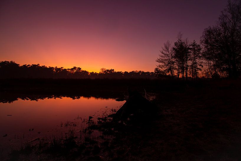 coucher de soleil pendant l'heure d'or dans une forêt par Marco Leeggangers