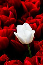 Close up van witte tulp in een rood tulpenveld van Patrick Verhoef