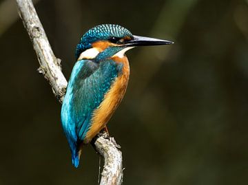 IJsvogel voor t keukenraam in Kaag en Braassem van Pictures by Van Haestregt