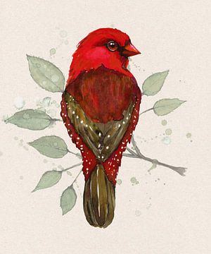 Red avadavat watercolor by Bianca Wisseloo
