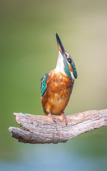 kingfisher by Andy van der Steen - Fotografie