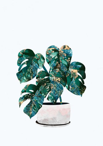 Monstera house plant by Sarah Manovski