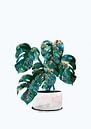 Monstera house plant by Sarah Manovski thumbnail