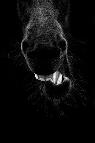 Paard Gefluister van de Wildernis Gapend in Monochroom