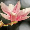 Magnolia von Mrs van Aalst