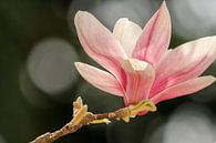 Magnolia von Mrs van Aalst Miniaturansicht