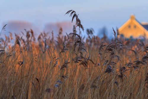 de boerderij achter het rietveld
