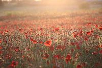 Poppy’s