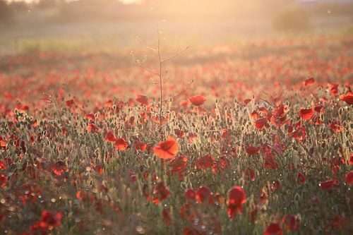 Champ de coquelicots