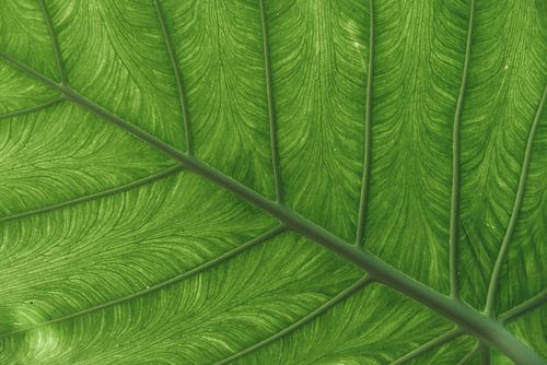 Verlichte Groene Bladnerf