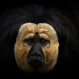 Affenkopf von snippephotography