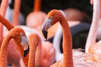 Roter Flamingo im Fokus