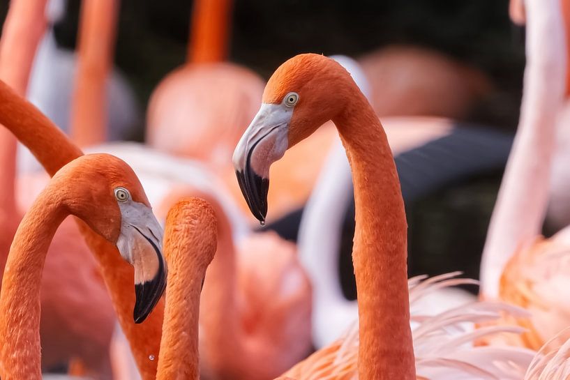 Red Flamingo in Focus by Robert Jan Smit