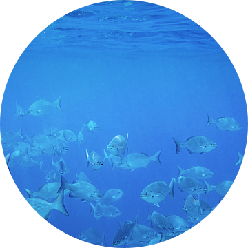 Bermuda zeekabeljauw school vissen