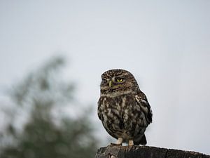 Kleine Eule auf einem Baumstumpf vor einem hellblauen Himmel mit einem Busch im Hintergrund.