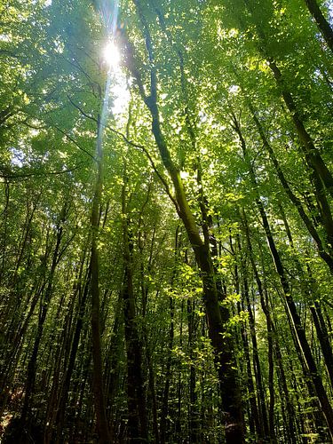 Natuur