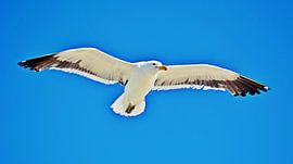 a seagull in the blue sky by Werner Lehmann