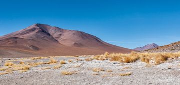 Andes Steppe van Alex Neumayer