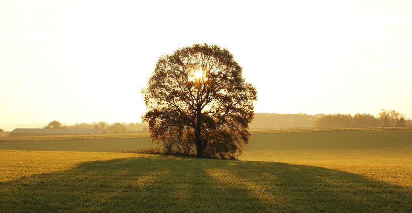 Sunrise in tree van Armand L'Ortije