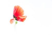 Mohn in Weiß 6