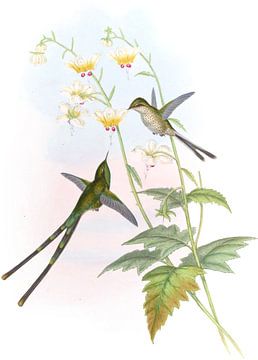 Sierlijke treindrager, John Gould van Hummingbirds