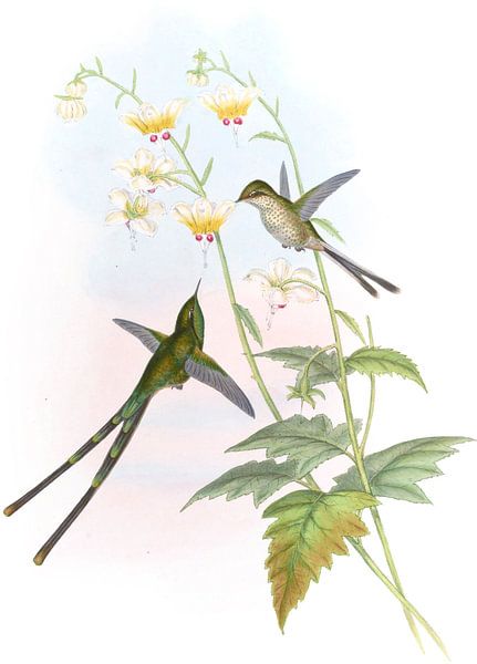 Graceful Train-bearer, John Gould by Hummingbirds