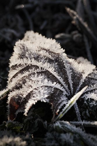 Blatt im Rauhreif am Morgen 1