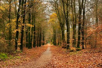 Herbst-Allee von Carla van Zomeren